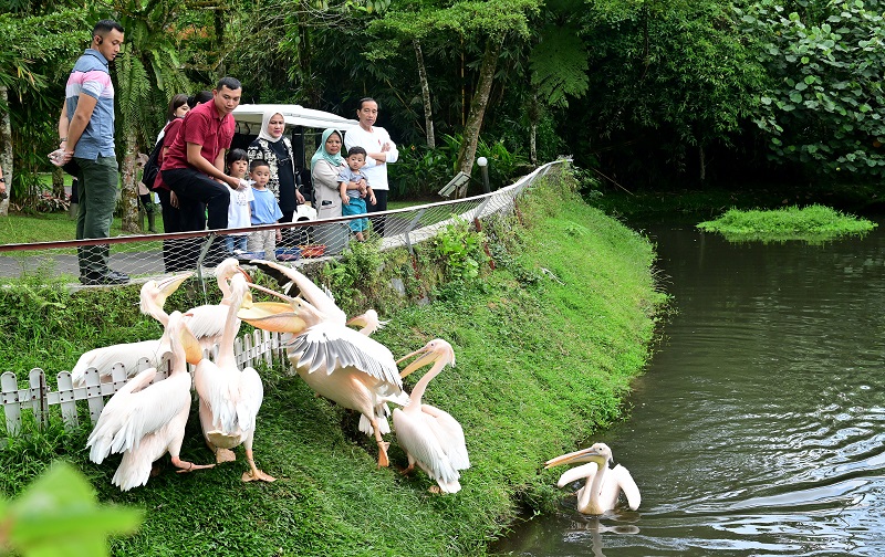 The Hill Hotel & Resort: Wisata Edukatif dan Rekreasi